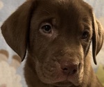 Small #18 Labrador Retriever