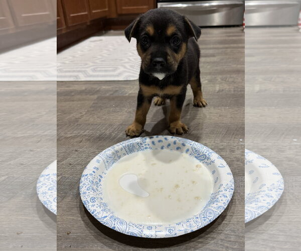 Medium Photo #3 German Shepherd Dog-Unknown Mix Puppy For Sale in The Woodlands, TX, USA