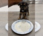 Small Photo #3 German Shepherd Dog-Unknown Mix Puppy For Sale in The Woodlands, TX, USA