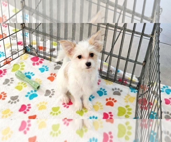 Medium Photo #14 Papitese Puppy For Sale in ORO VALLEY, AZ, USA