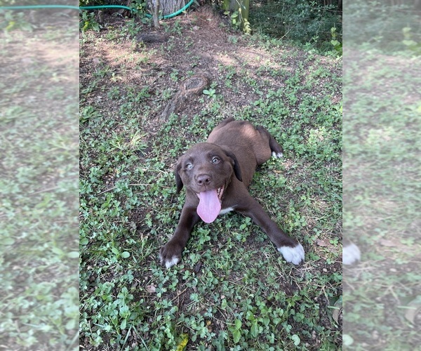 Medium Photo #5 Lab-Pointer Puppy For Sale in PELZER, SC, USA