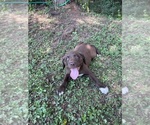 Small #4 Lab-Pointer
