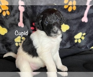 Aussiedoodle Puppy for sale in KINGS MOUNTAIN, NC, USA