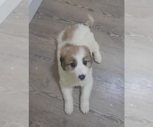 Newfoundland-Saint Bernard Mix Puppy for sale in COLVILLE, WA, USA