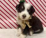 Small Photo #2 Australian Shepherd Puppy For Sale in OLD LYME, CT, USA