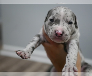 American Pit Bull Terrier Puppy for Sale in EAST ORANGE, New Jersey USA