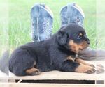 Small #2 Rottweiler