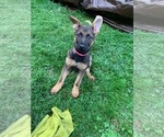 Small Photo #10 German Shepherd Dog Puppy For Sale in EAST FREEHOLD, NJ, USA