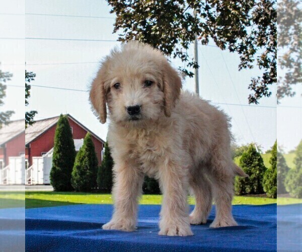 Medium Photo #5 Labradoodle-Poodle (Miniature) Mix Puppy For Sale in GAP, PA, USA