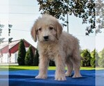 Small Photo #5 Labradoodle-Poodle (Miniature) Mix Puppy For Sale in GAP, PA, USA