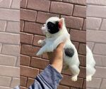 Small Photo #122 French Bulldog Puppy For Sale in ORLANDO, FL, USA