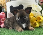 Small #1 Chihuahua