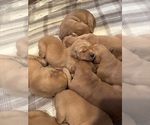 Small #13 Golden Retriever