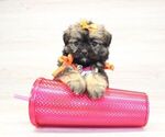 Small Photo #7 Shorkie Tzu Puppy For Sale in LAS VEGAS, NV, USA