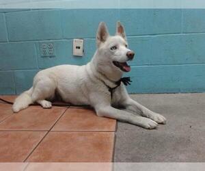 Siberian Husky Dogs for adoption in Downey, CA, USA