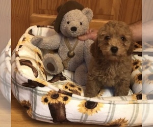 Poodle (Toy) Puppy for sale in HEATH SPRINGS, SC, USA