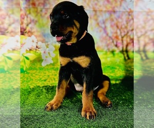 Rottweiler Puppy for sale in SPANAWAY, WA, USA