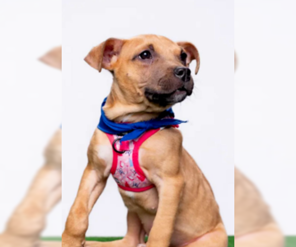 Medium Photo #1 Mutt Puppy For Sale in New York, NY, USA