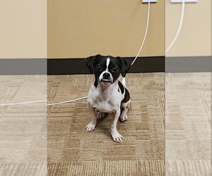 Mutt Dogs for adoption in Fairfax, VA, USA