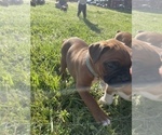 Small Photo #6 Boxer Puppy For Sale in CLAYTON, DE, USA