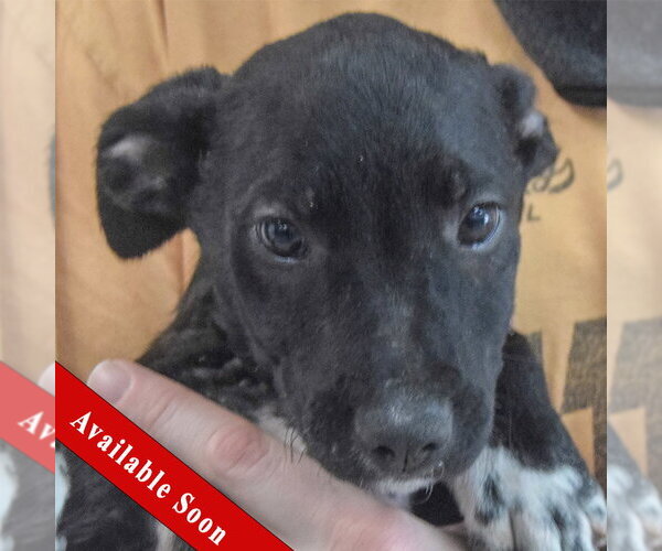 Medium Photo #1 Border Collie-Unknown Mix Puppy For Sale in Huntley, IL, USA