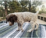 Small Photo #9 German Shorthaired Pointer Puppy For Sale in WOODLAND PARK, CO, USA