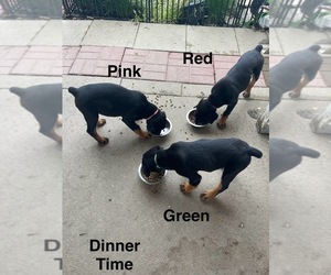 Rottweiler Puppy for Sale in DANVILLE, Illinois USA