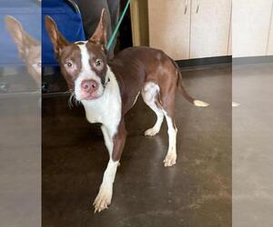 Poppa - Male Boston Terrier-Unknown Mix Dog for Adoption - Photo #3