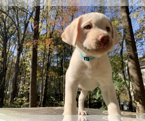Labrador Retriever Puppy for sale in FAIRFAX, VA, USA