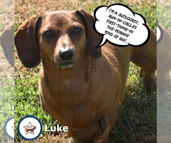 Medium Photo #8 Dachshund Puppy For Sale in Shelbyville, TN, USA