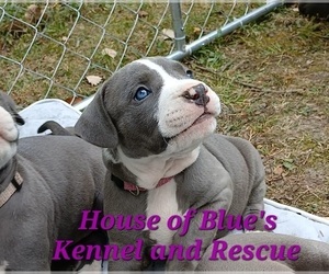 American Pit Bull Terrier Puppy for sale in DELAWARE, OH, USA