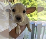 Small Photo #83 French Bullhuahua Puppy For Sale in SPRAGGS, PA, USA