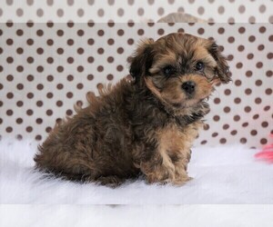 Cavalier King Charles Spaniel-Poodle (Toy) Mix Puppy for sale in FREDERICKSBG, OH, USA