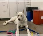 Small Siberian Husky Mix