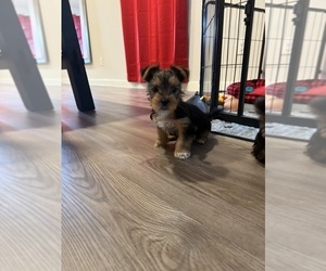 Yorkshire Terrier Puppy for Sale in KATY, Texas USA
