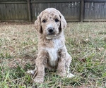 Small Photo #3 Labradoodle Puppy For Sale in PERRY, GA, USA