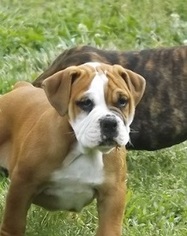 Valley Bulldog Puppy for sale in TAHLEQUAH, OK, USA