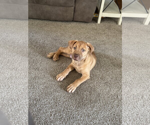 Medium Photo #1 American Staffordshire Terrier-Unknown Mix Puppy For Sale in Holly Springs, NC, USA