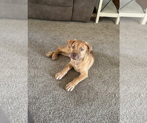 American Staffordshire Terrier-Unknown Mix Dogs for adoption in Holly Springs, NC, USA