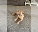 Pierre- Belles & Beau Litter - Male American Staffordshire Terrier-Unknown Mix Dog for Adoption - Small photo