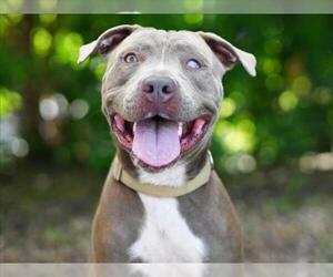 American Bulldog-Unknown Mix Dogs for adoption in Tavares, FL, USA