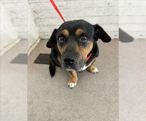 Medium American Pit Bull Terrier-Basset Hound Mix
