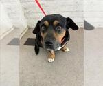Small American Pit Bull Terrier-Basset Hound Mix