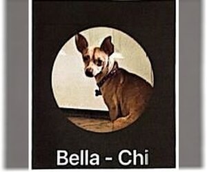 Chihuahua Dogs for adoption in Appleton, WI, USA