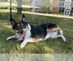 Small #1 Mutt