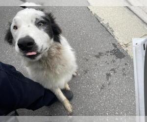 Australian Shepherd Dogs for adoption in Riverside, CA, USA