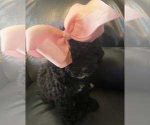 Poodle (Miniature) Puppy for sale in MATTOON, IL, USA