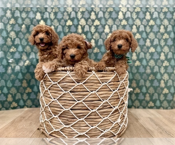 Medium Photo #3 Goldendoodle mix (+ Poodle Miniature) Puppy For Sale in OREM, UT, USA