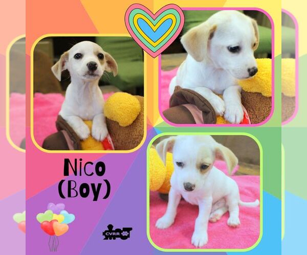 Medium Photo #1 Mutt Puppy For Sale in Lindsay, CA, USA