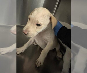 Labrador Retriever Dogs for adoption in Houston, TX, USA